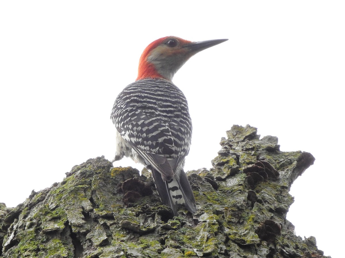 Red-bellied Woodpecker - ML620757600