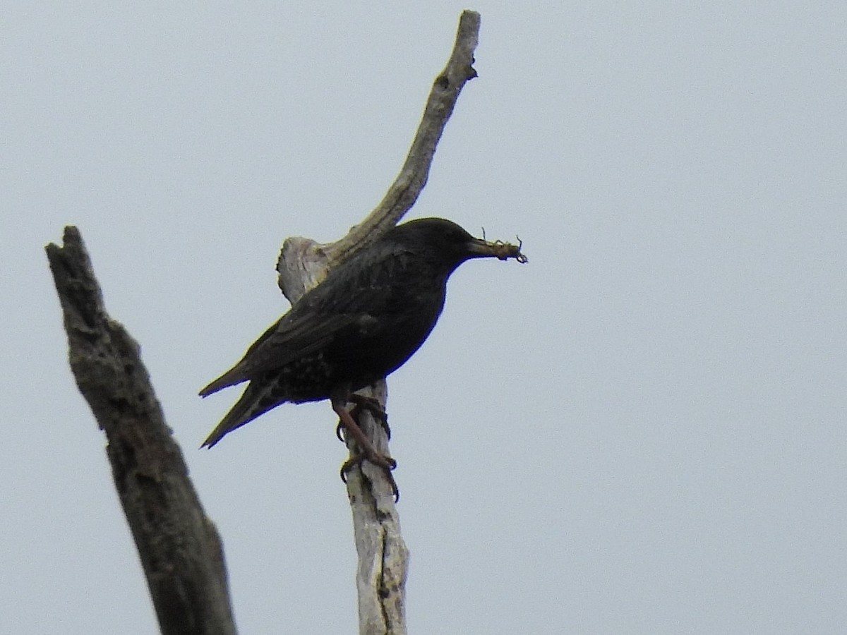 European Starling - ML620757613