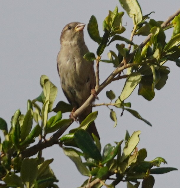 Moineau domestique - ML620757617