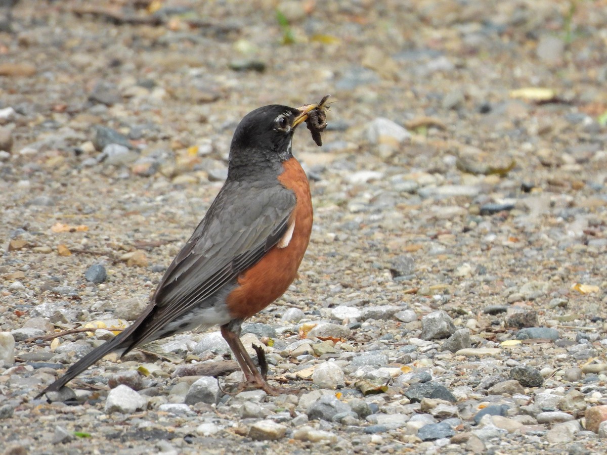 American Robin - ML620757627