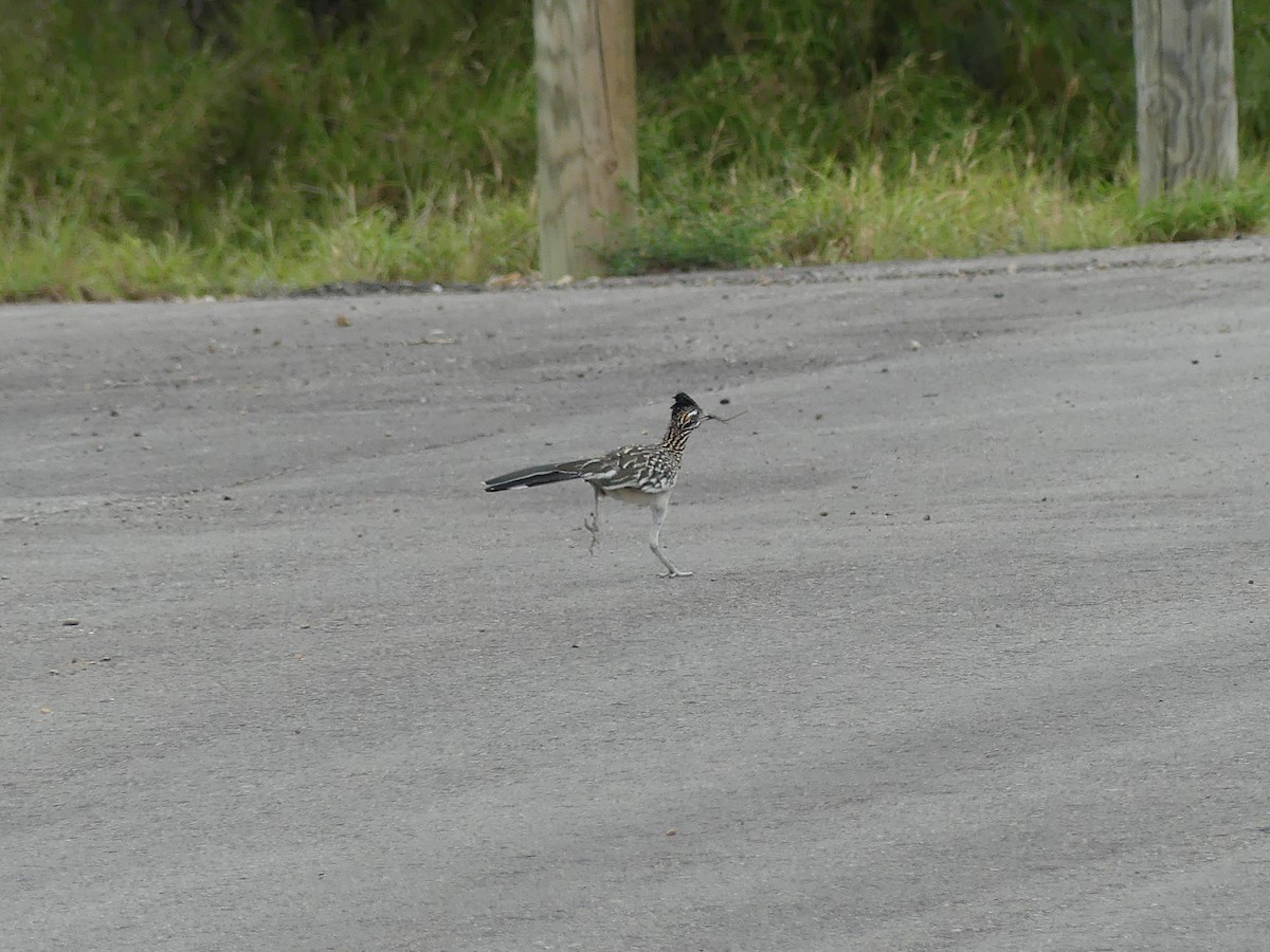 Greater Roadrunner - ML620757628