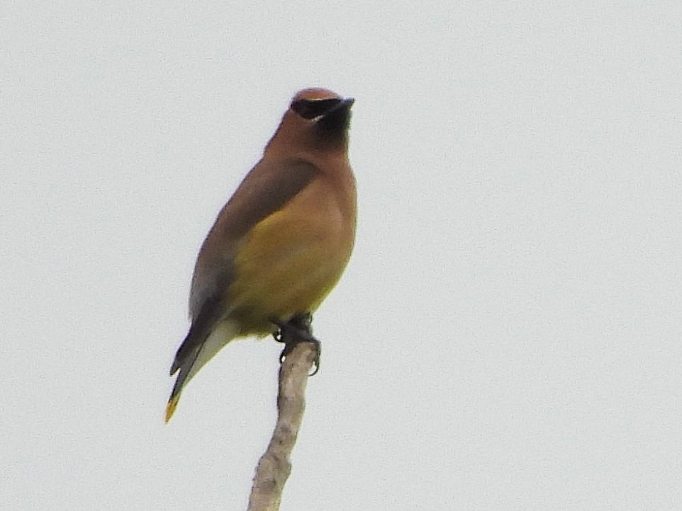 Cedar Waxwing - ML620757633