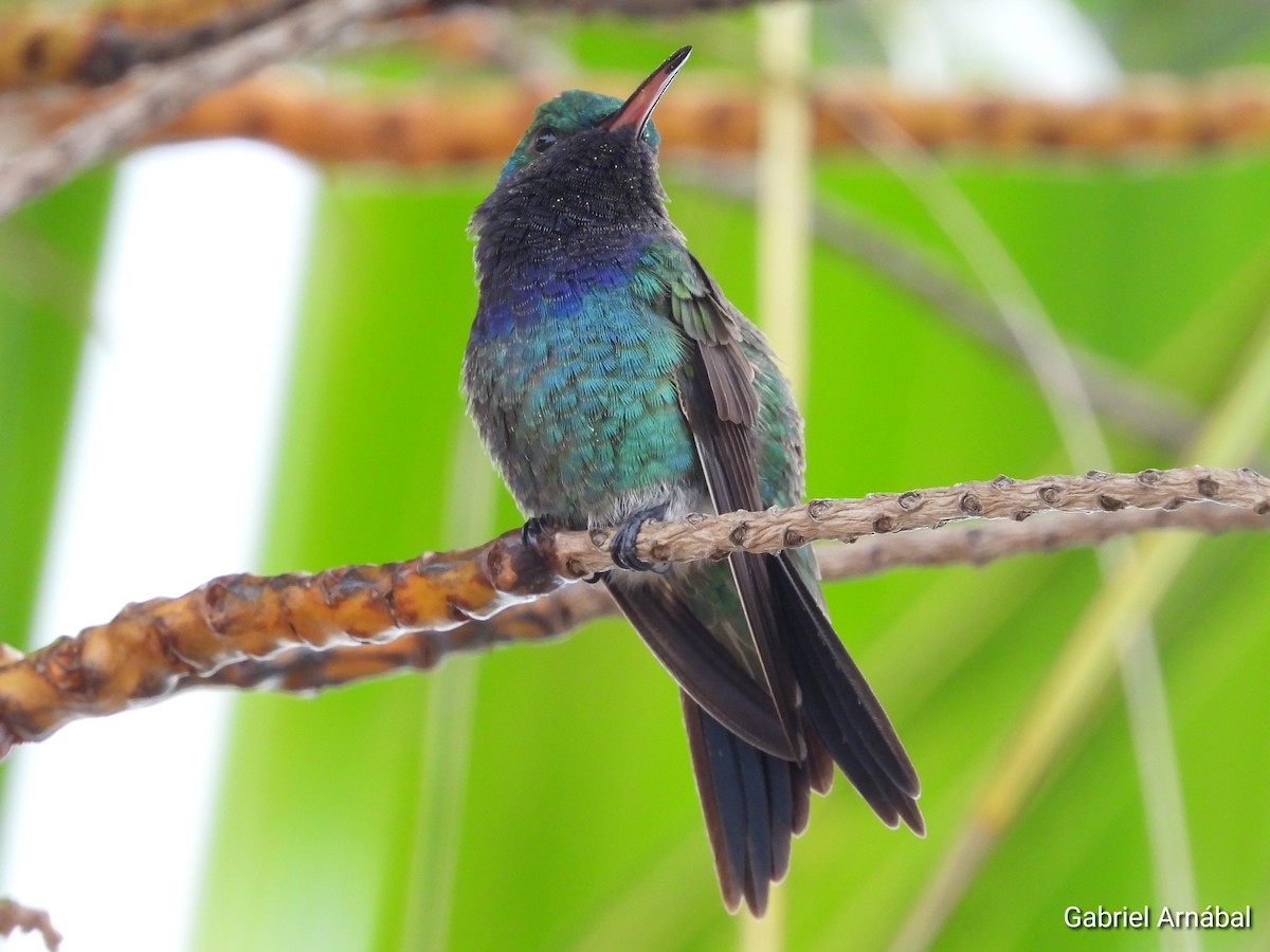 Sapphire-throated Hummingbird - ML620757648