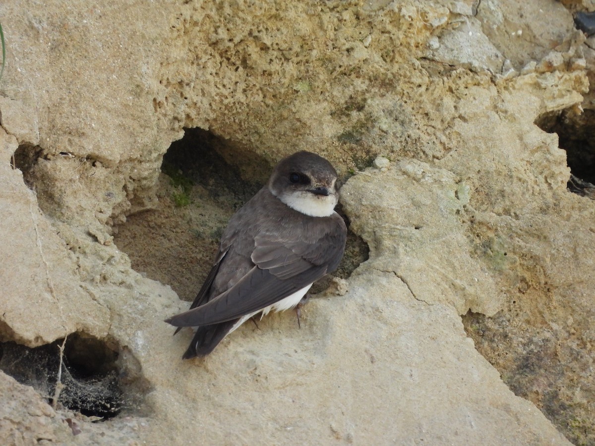 Bank Swallow - ML620757653