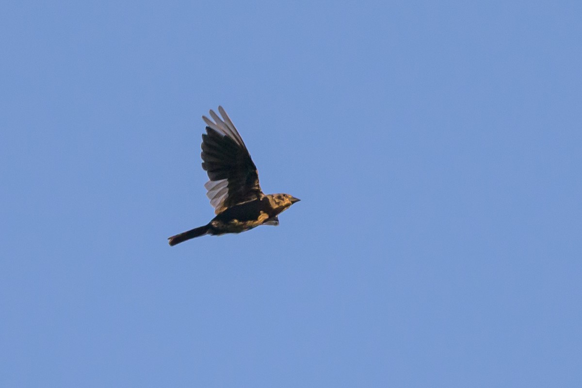 Brown-headed Cowbird - ML620757662