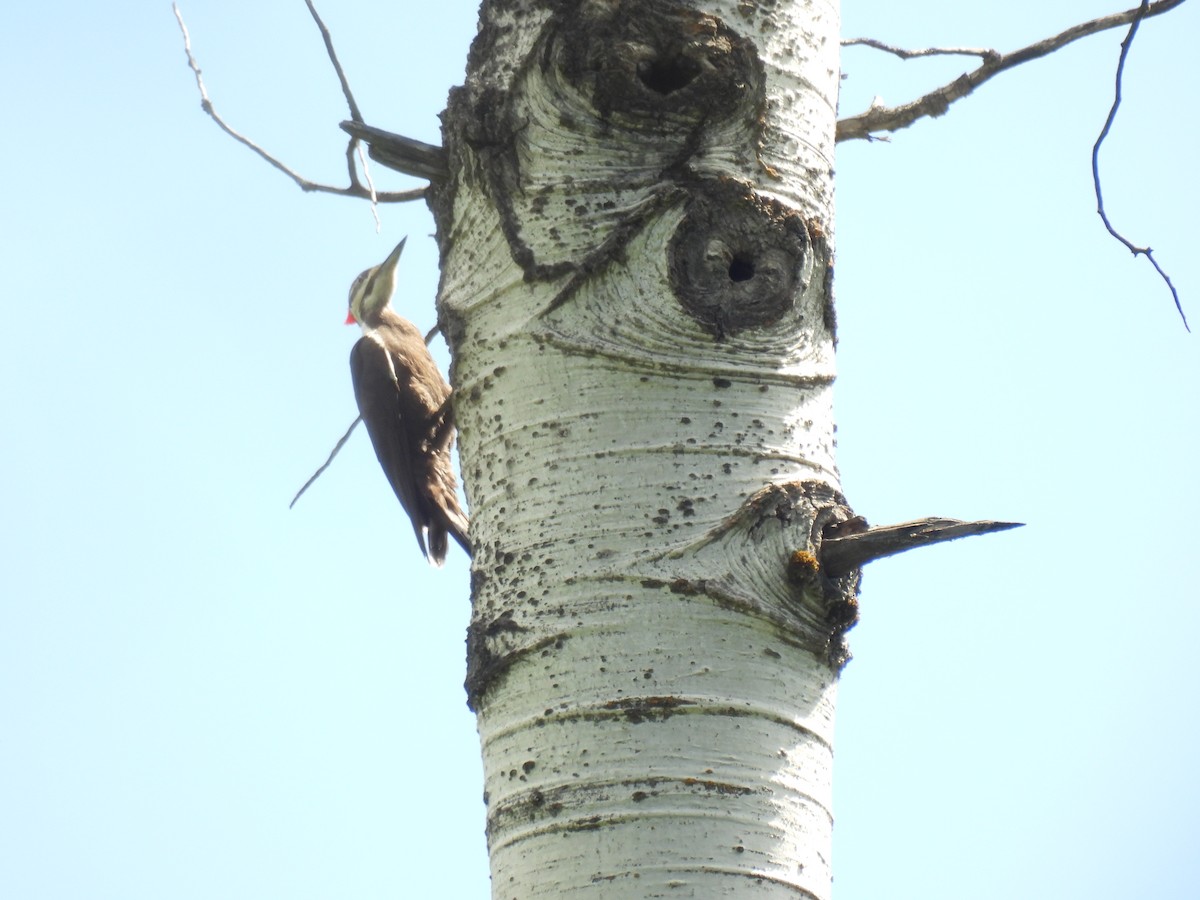 Pileated Woodpecker - ML620757669