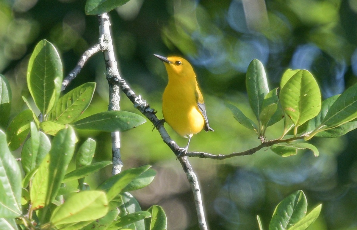 Prothonotary Warbler - ML620757671