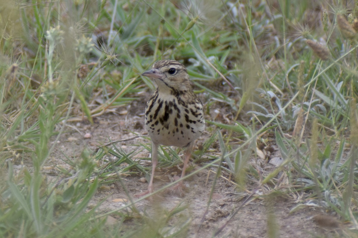 Tree Pipit - ML620757684