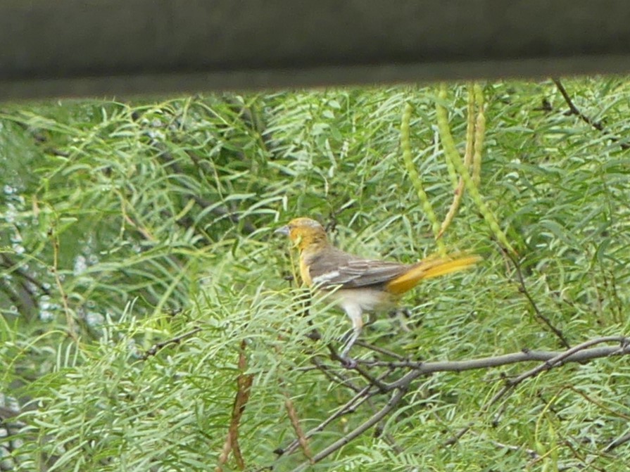 Bullock's Oriole - ML620757690