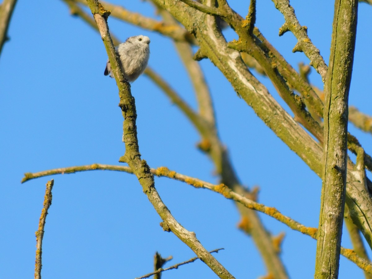 Long-tailed Tit - ML620757712