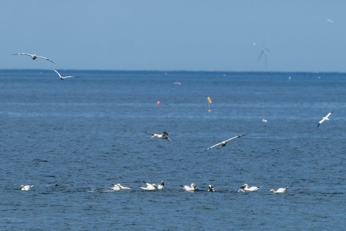 Northern Gannet - Carsten Stiller