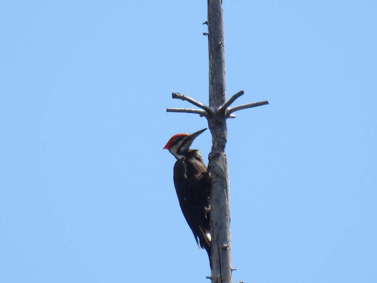Pileated Woodpecker - Mike Coulson