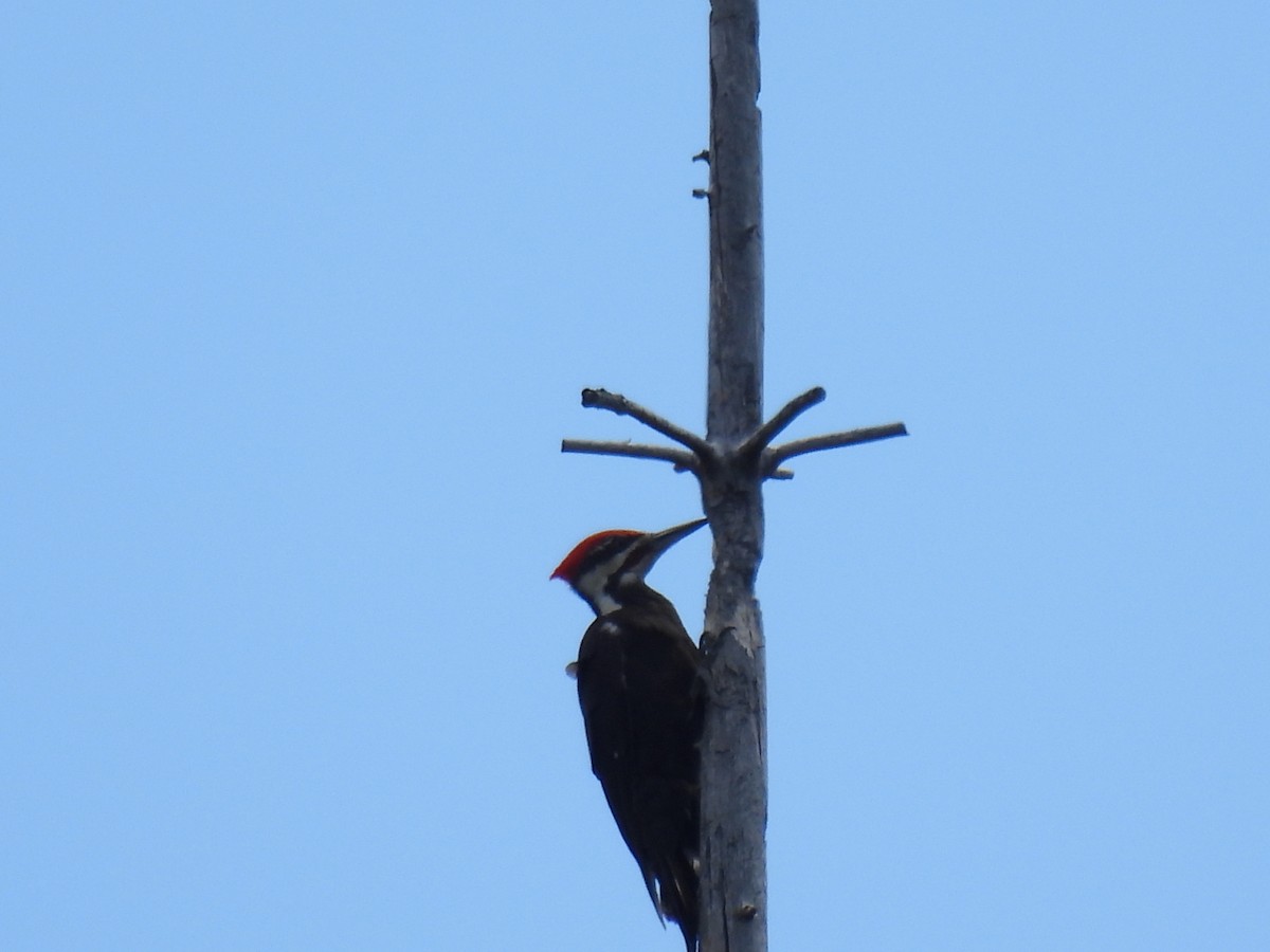 Pileated Woodpecker - ML620757722