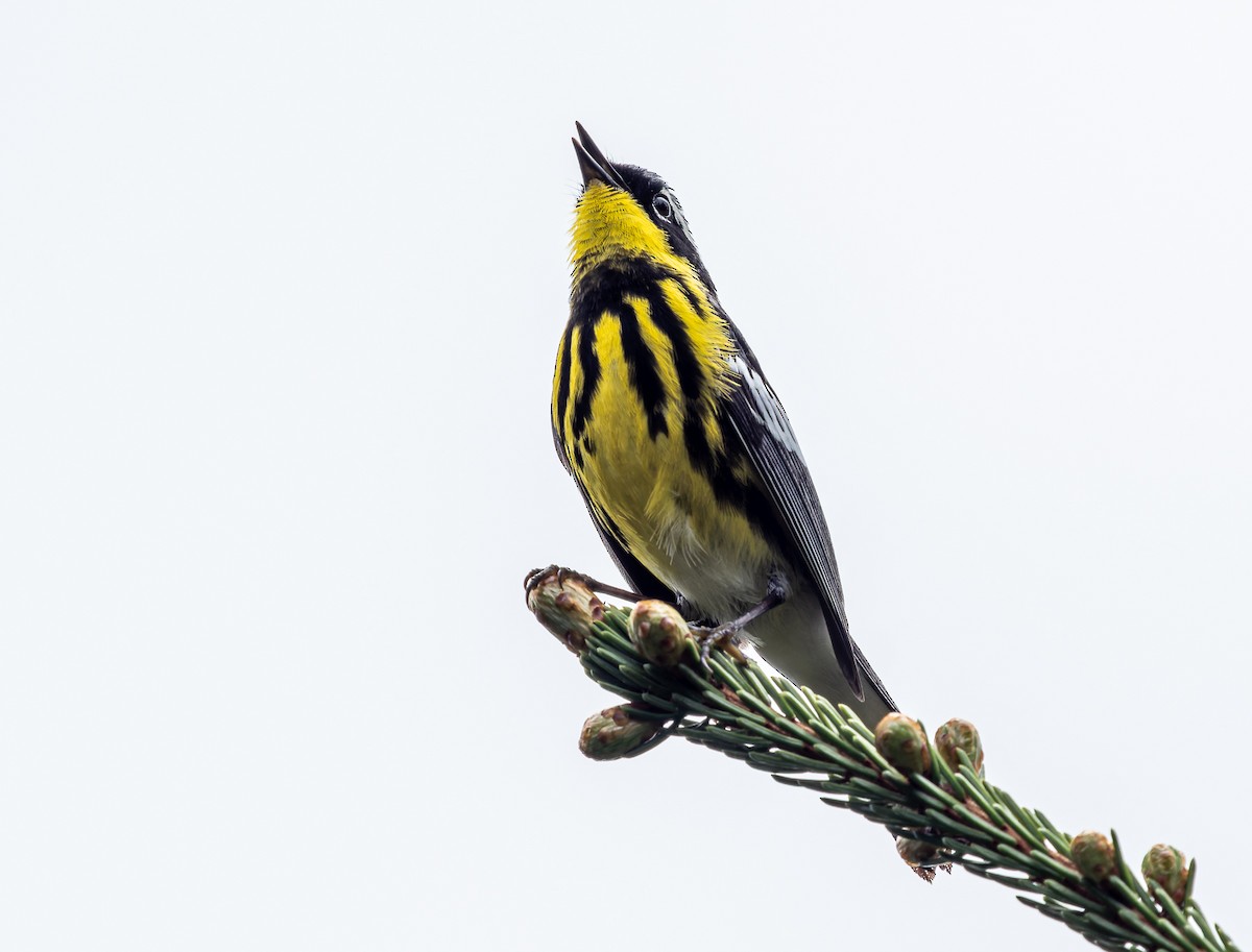 Magnolia Warbler - ML620757726