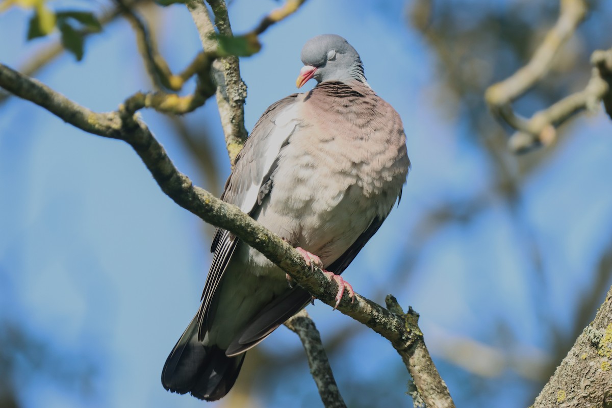 Common Wood-Pigeon - ML620757741