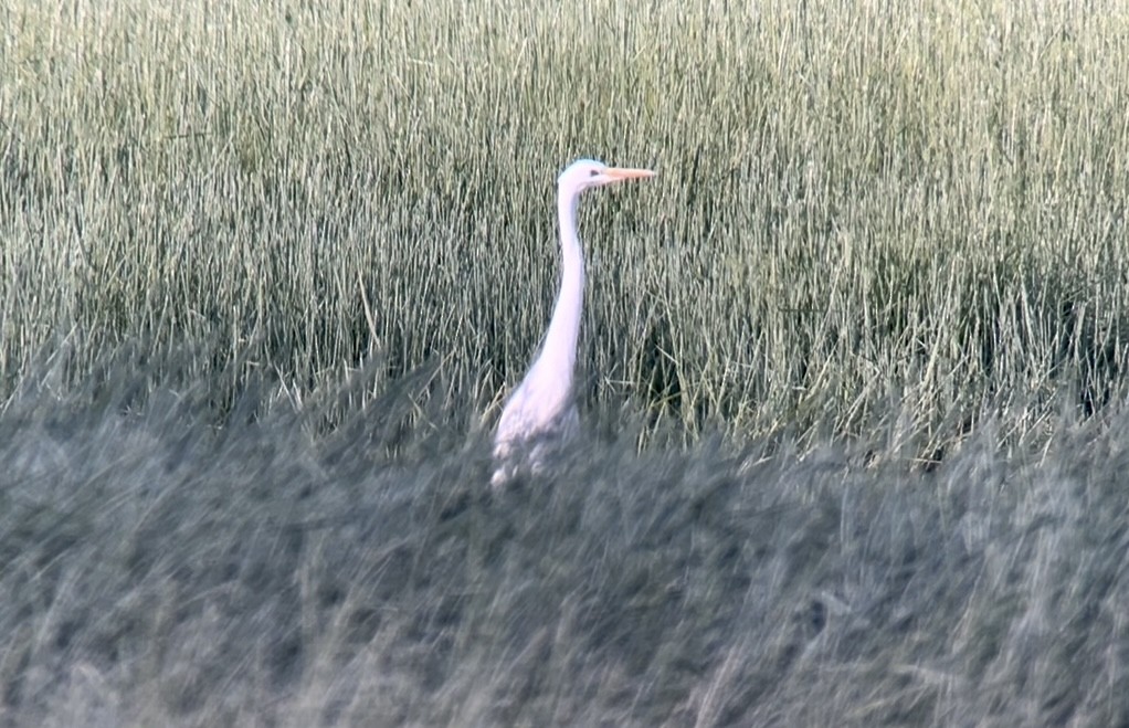 Great Egret - ML620757743