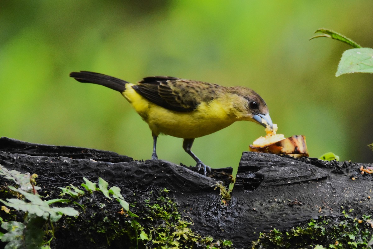 Flame-rumped Tanager (Lemon-rumped) - ML620757748