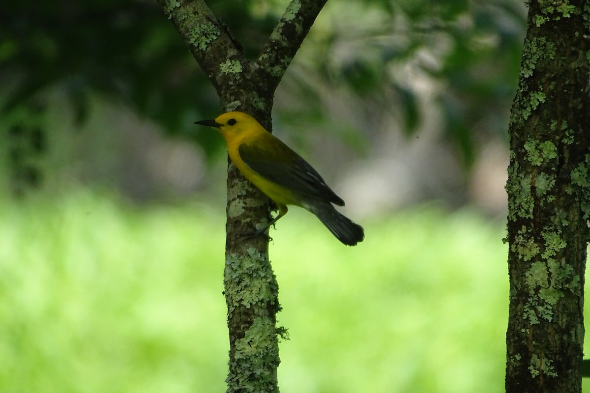 Prothonotary Warbler - ML620757753