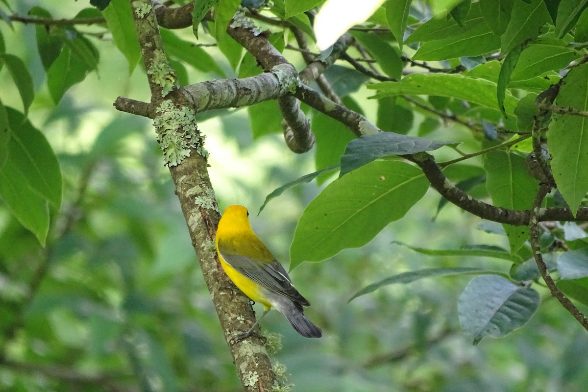 Prothonotary Warbler - ML620757754