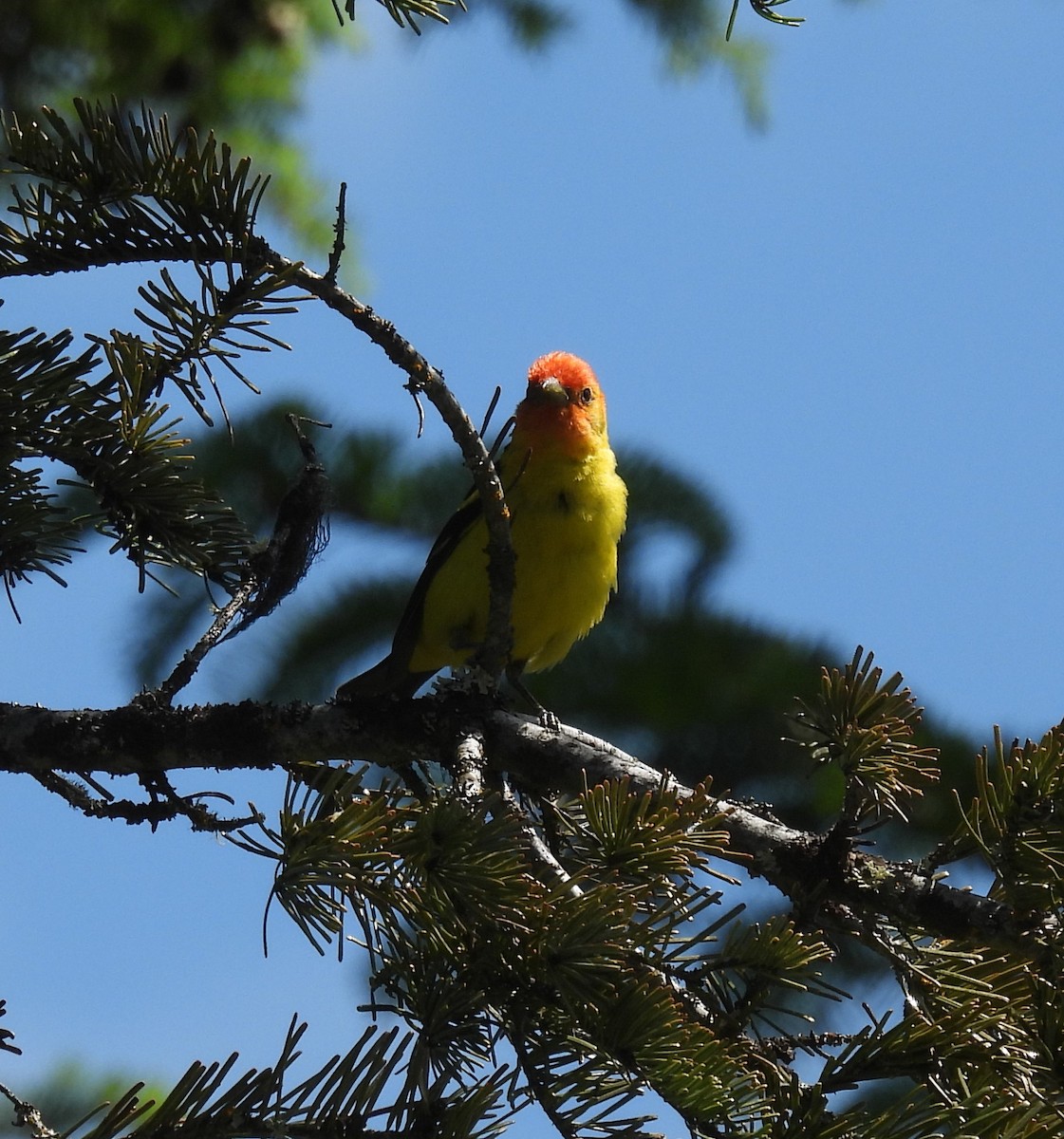 Western Tanager - ML620757756