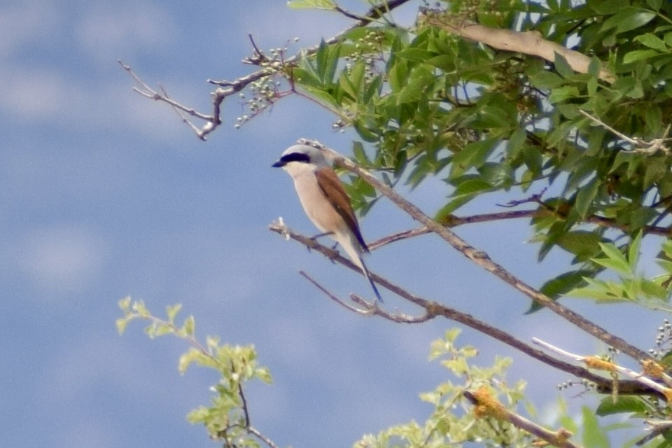 Red-backed Shrike - ML620757762