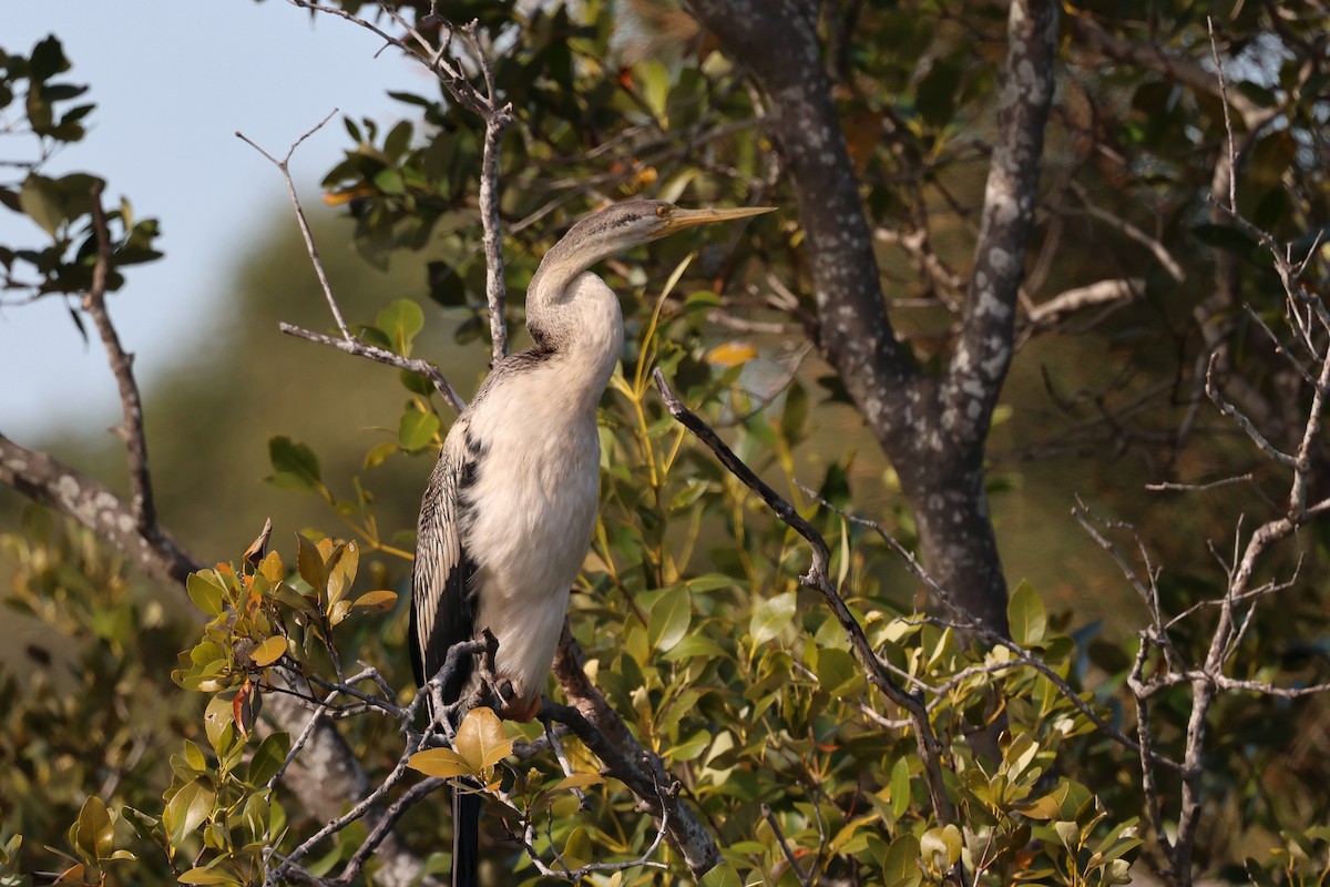 anhinga australská - ML620757764