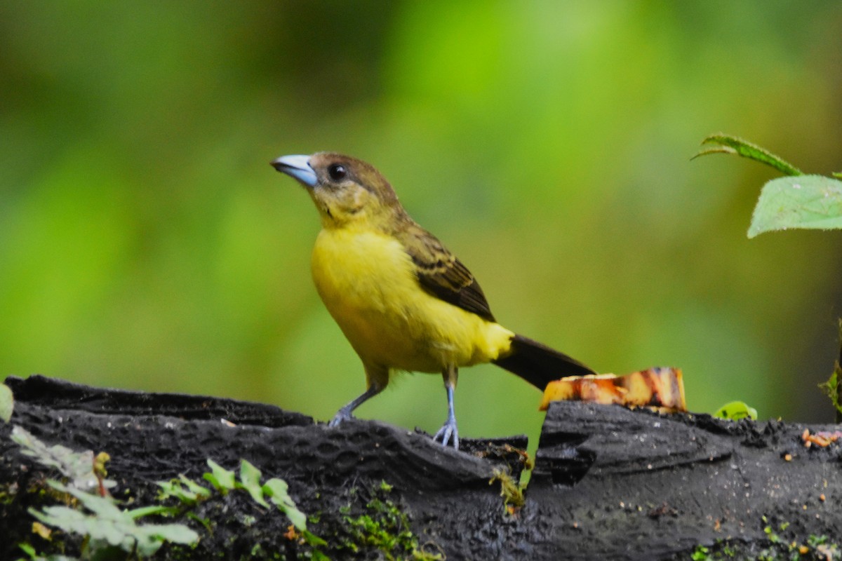 Flame-rumped Tanager (Lemon-rumped) - ML620757769