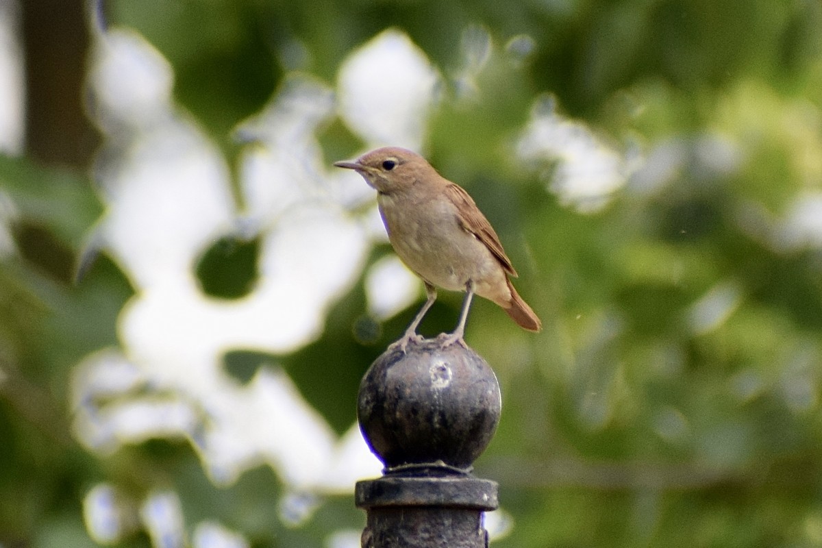 Common Nightingale - ML620757772