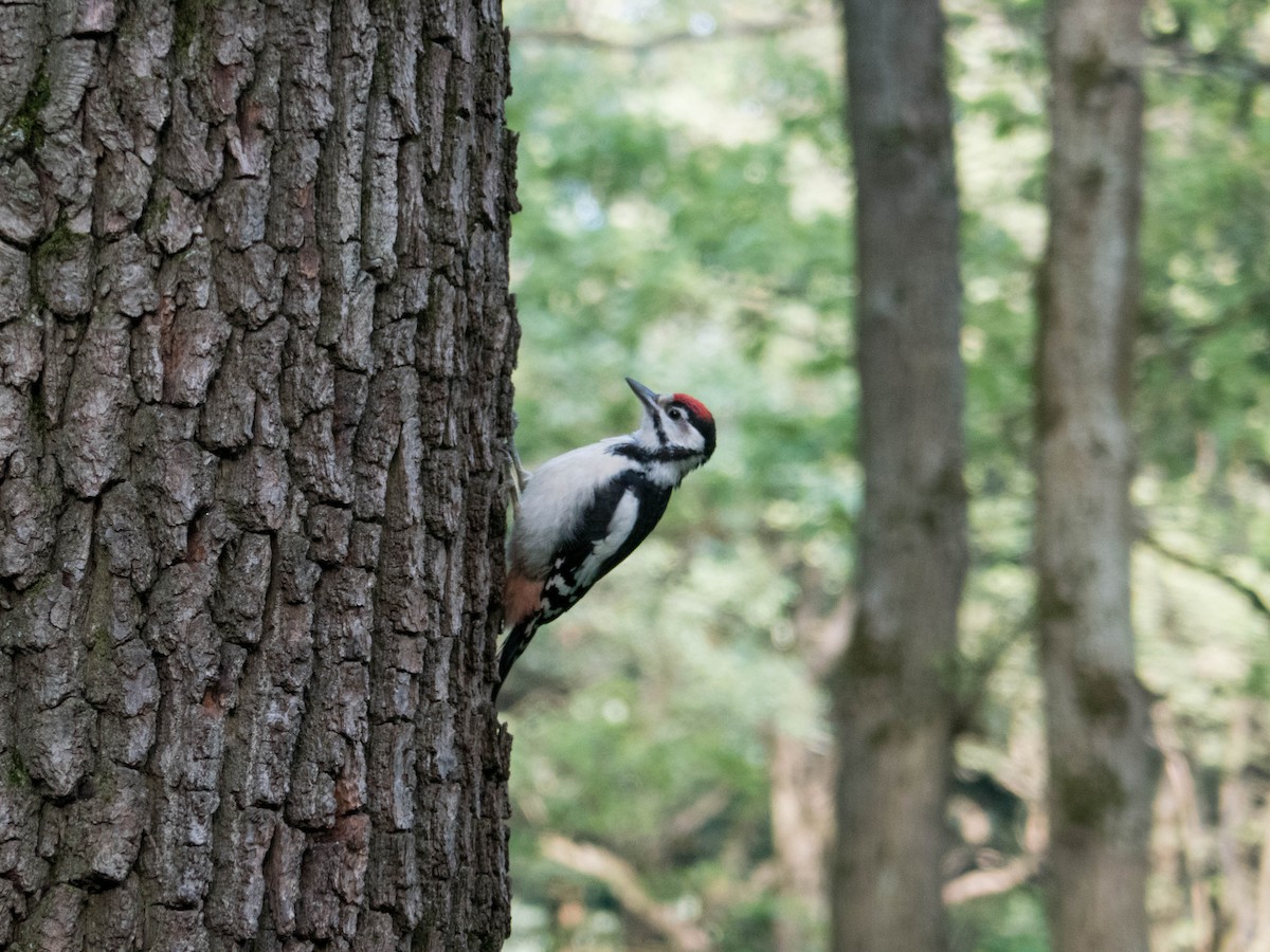 Great Spotted Woodpecker - ML620757786