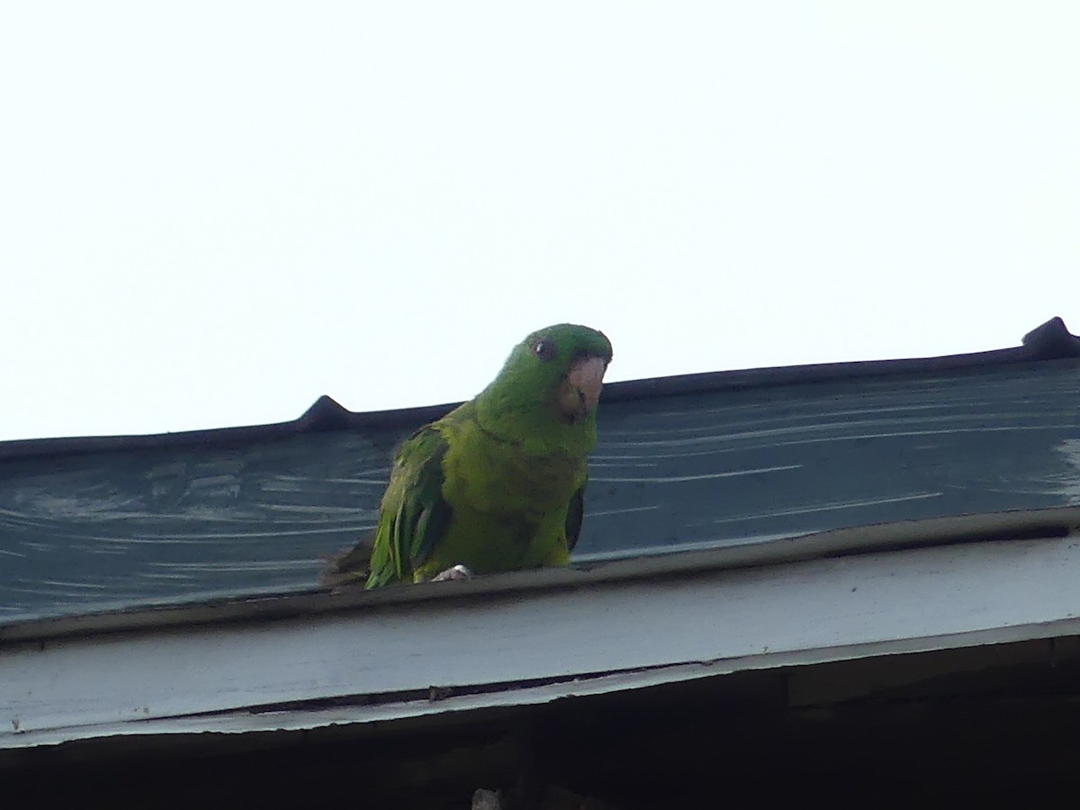 Green Parakeet - ML620757787
