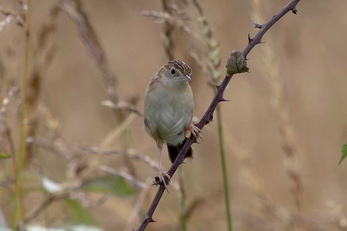 Zitting Cisticola - ML620757789