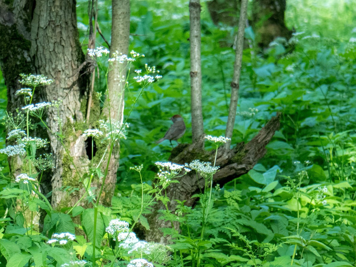 Eurasian Blackcap - ML620757794