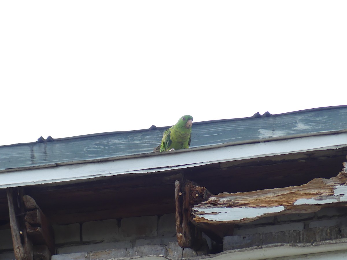 Green Parakeet - ML620757795