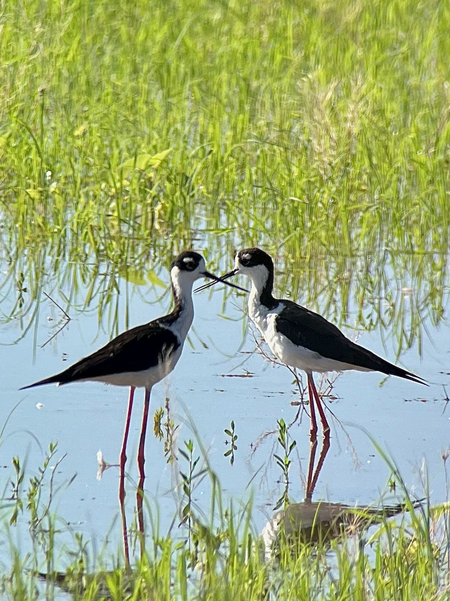 Black-necked Stilt - Ronald Beck