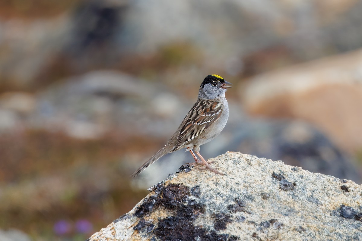 Golden-crowned Sparrow - Mason Flint