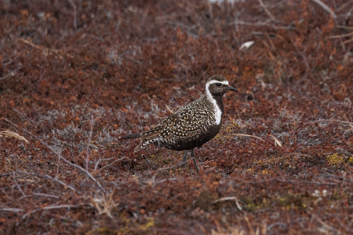 American Golden-Plover - ML620757808