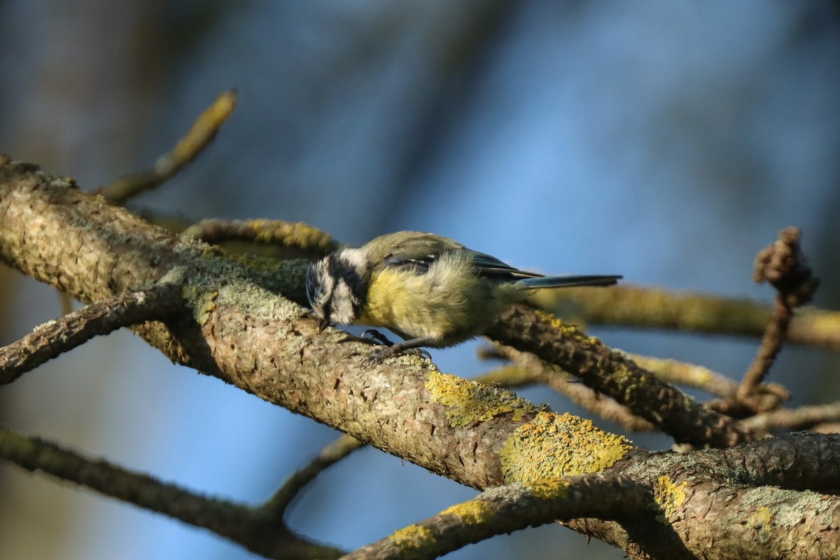 Eurasian Blue Tit - ML620757809