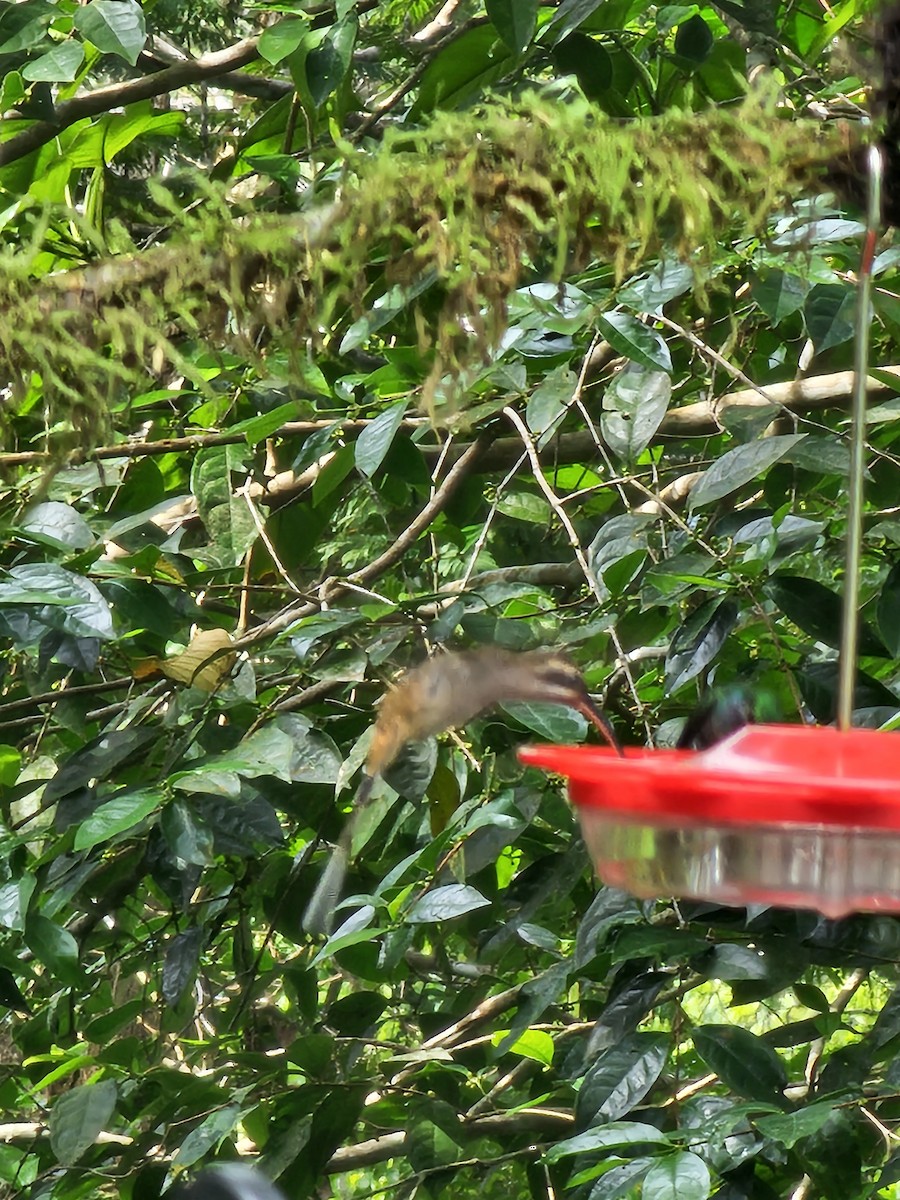 Long-billed Hermit - ML620757810