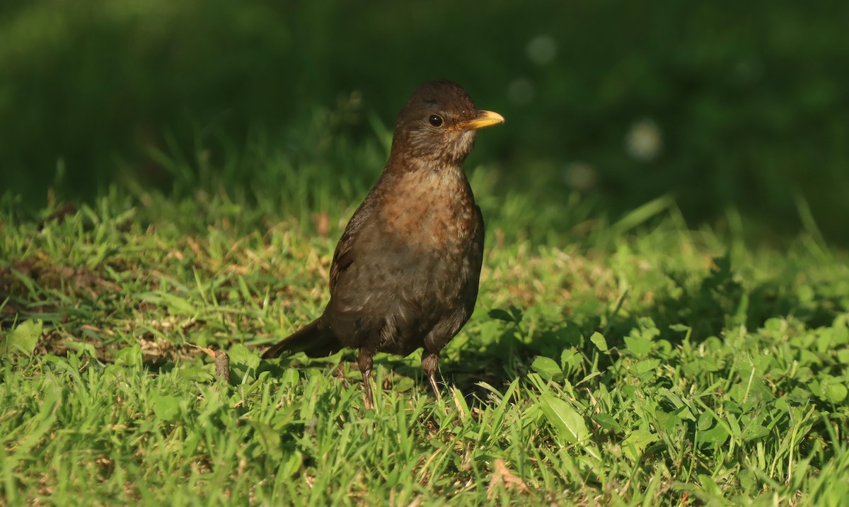 Eurasian Blackbird - ML620757818