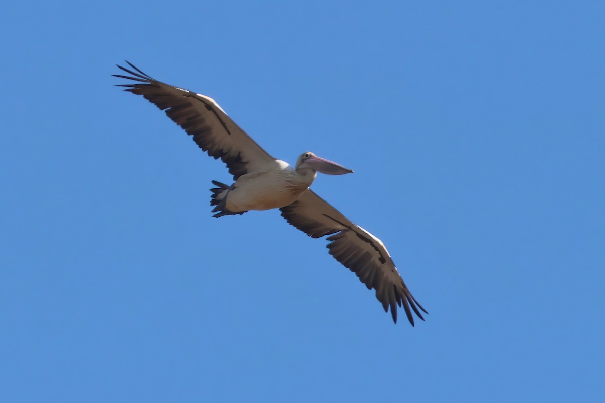 Australian Pelican - ML620757824