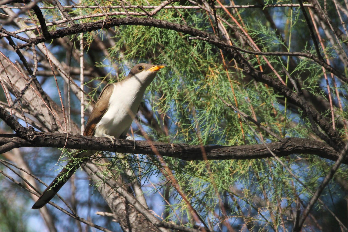 Yellow-billed Cuckoo - ML620757839