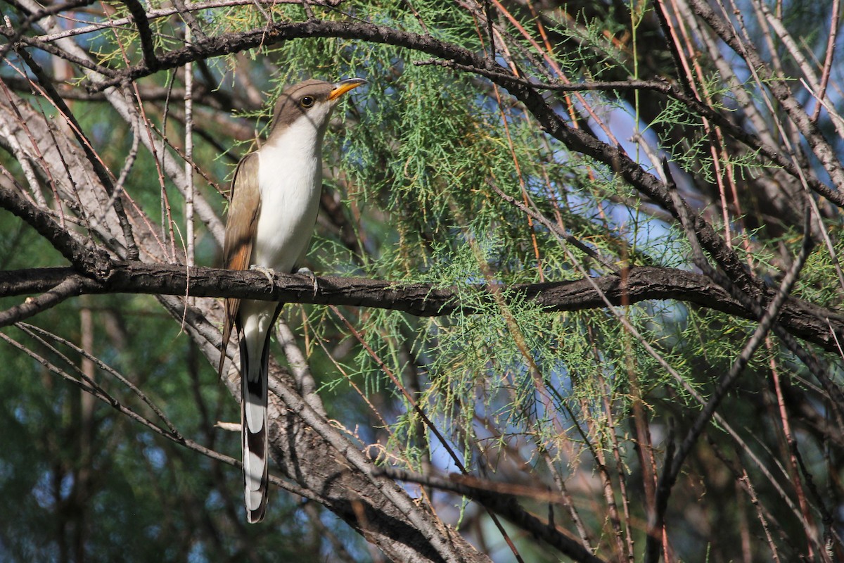 Yellow-billed Cuckoo - ML620757840