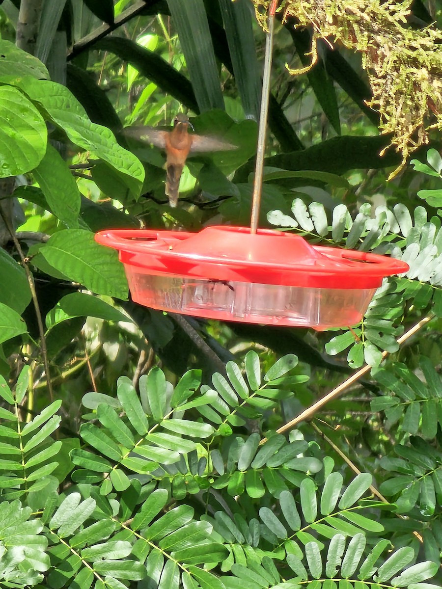 Long-billed Hermit - ML620757842