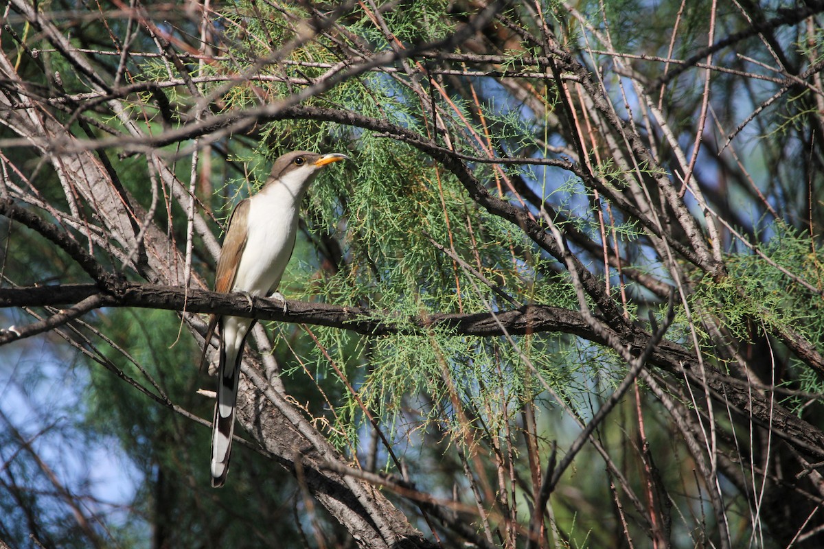 Yellow-billed Cuckoo - ML620757843