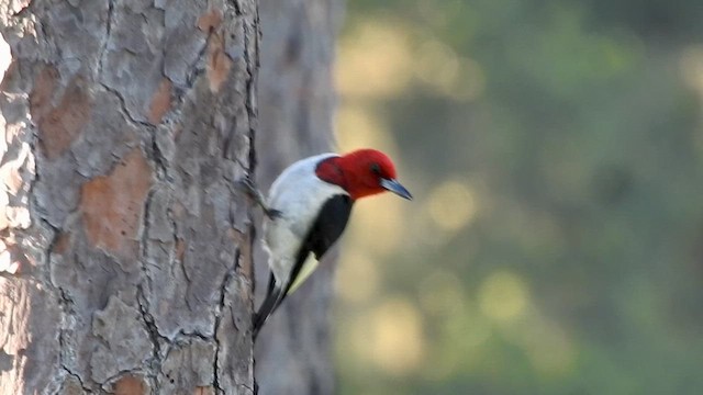 Red-headed Woodpecker - ML620757845