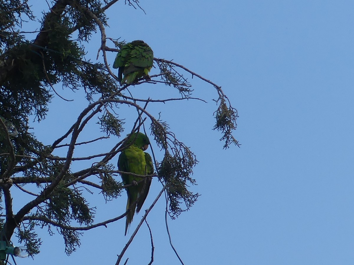 Meksika Yeşil Papağanı - ML620757847