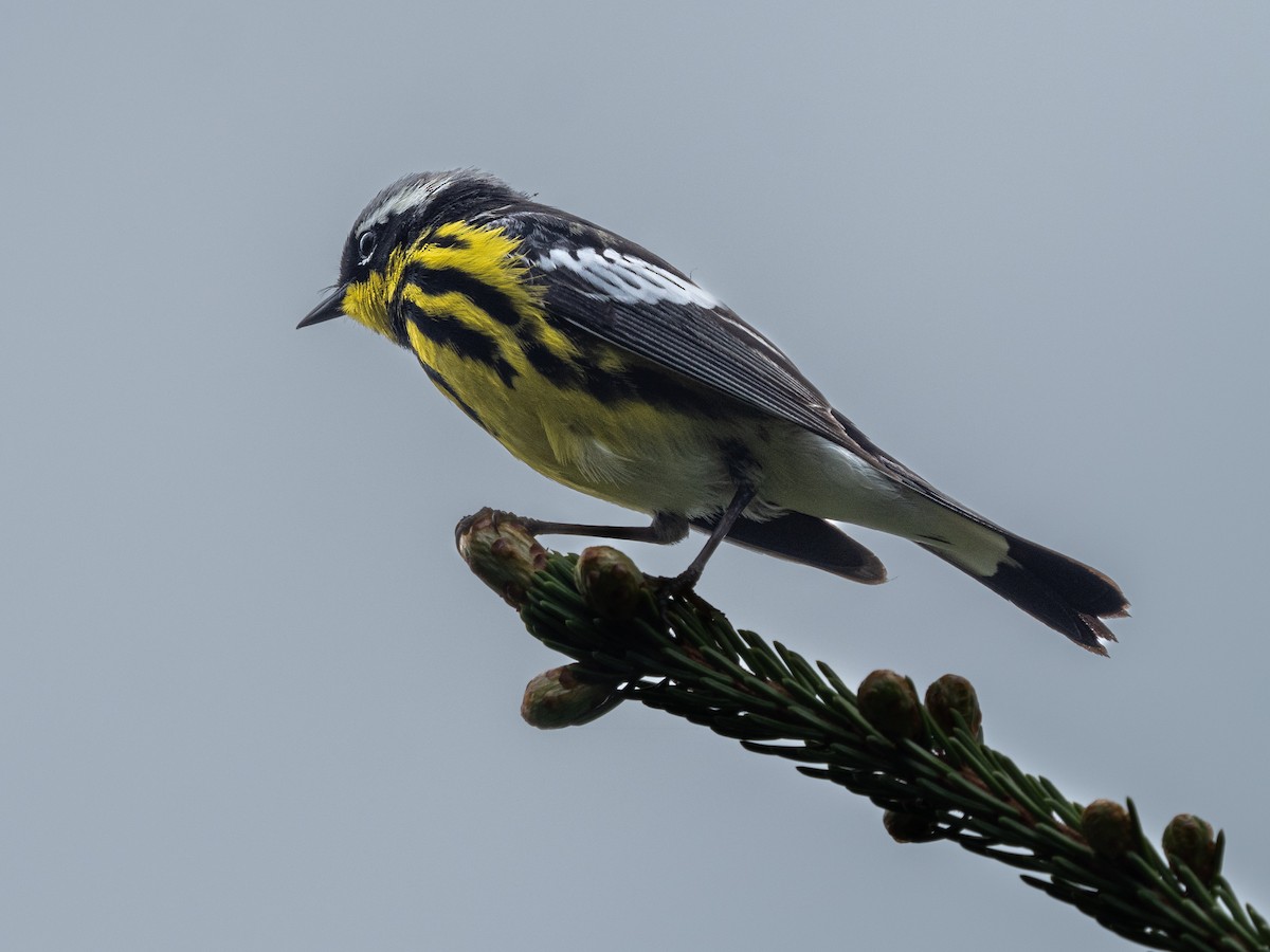 Magnolia Warbler - ML620757851