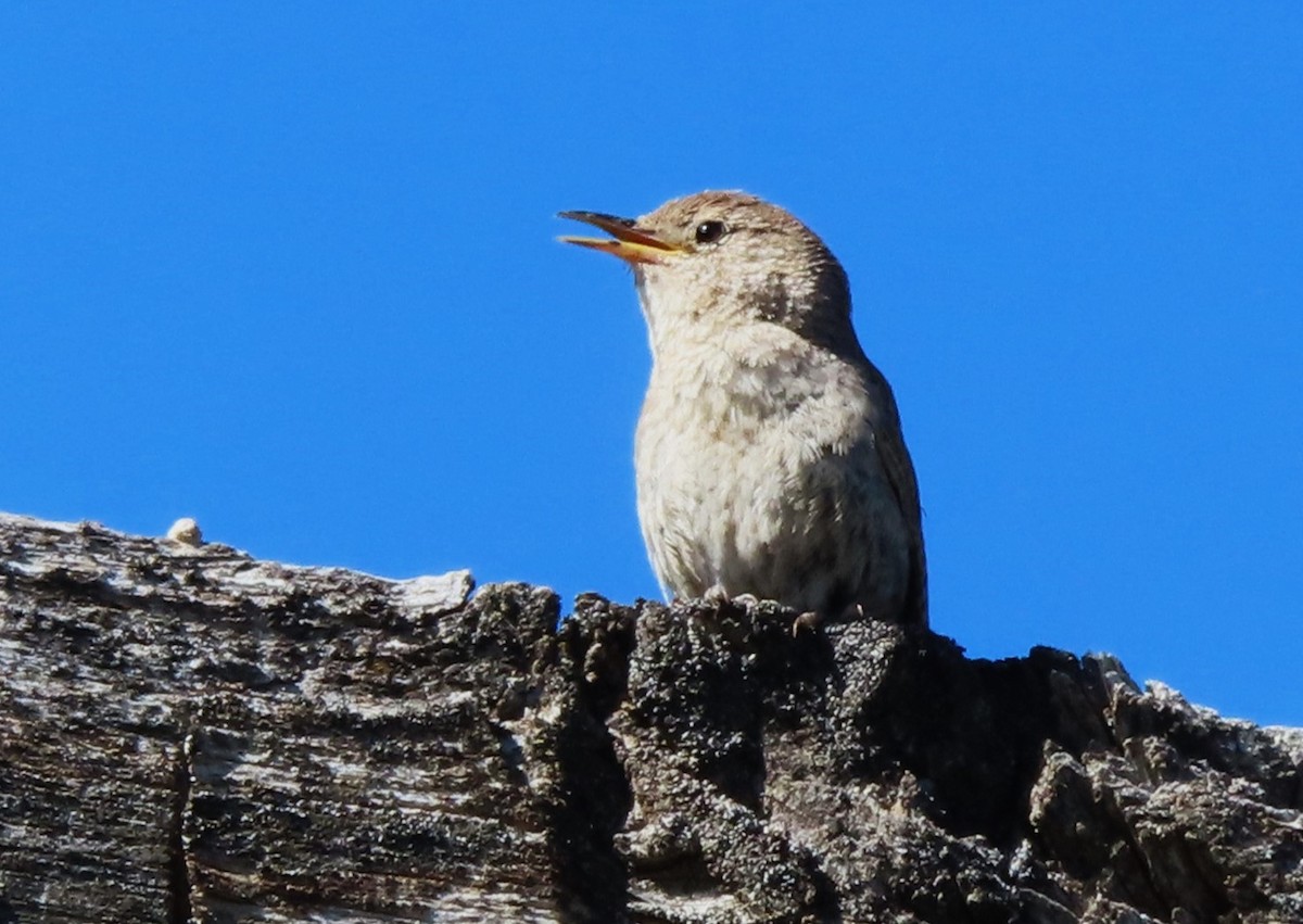 House Wren - ML620757852