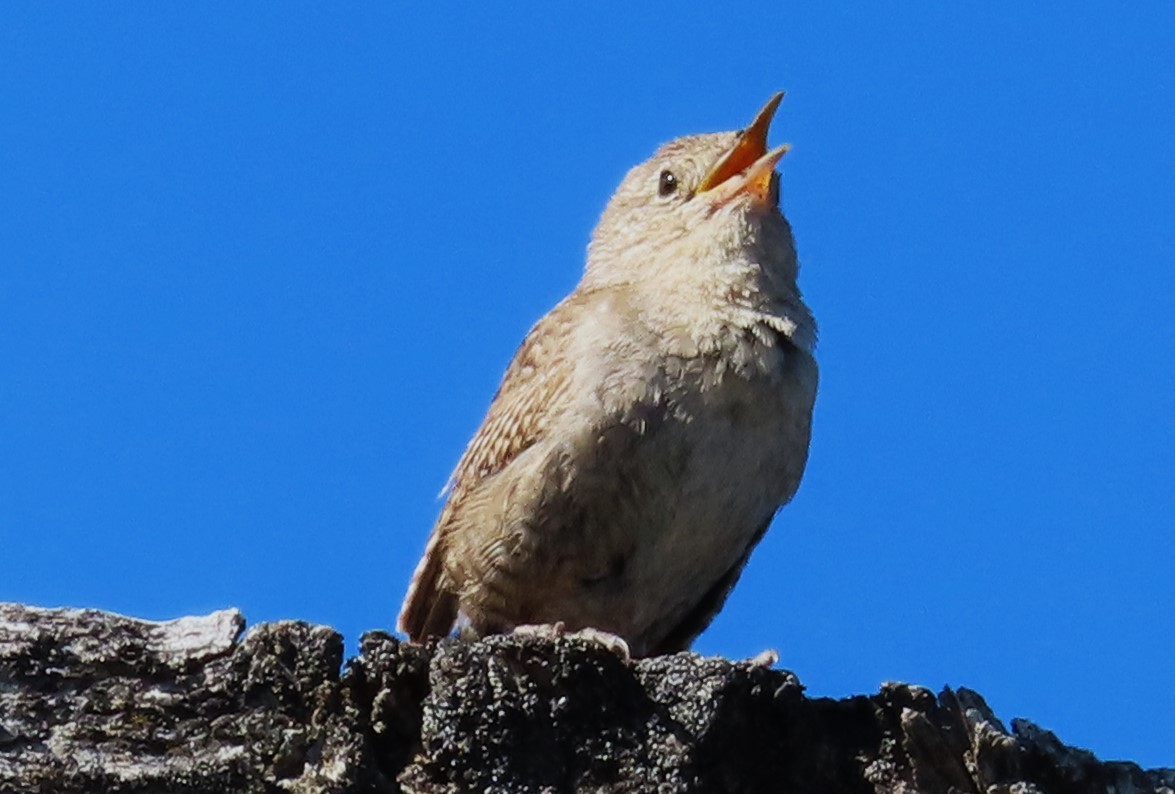 House Wren - ML620757853