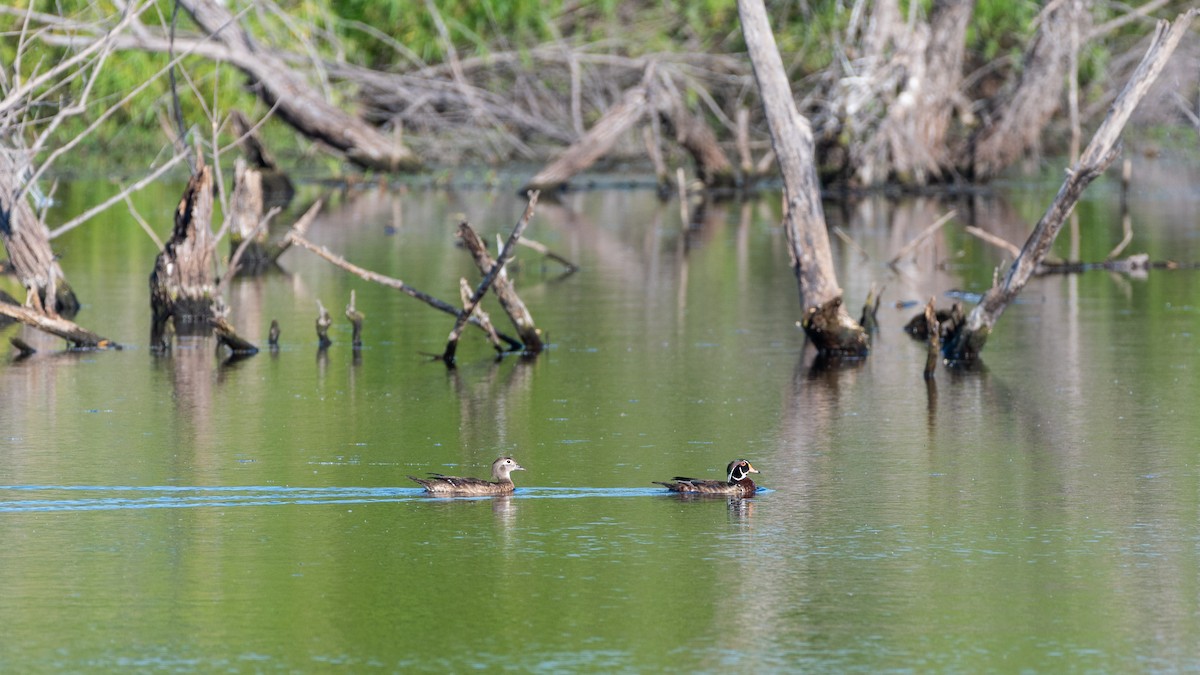 Wood Duck - ML620757858